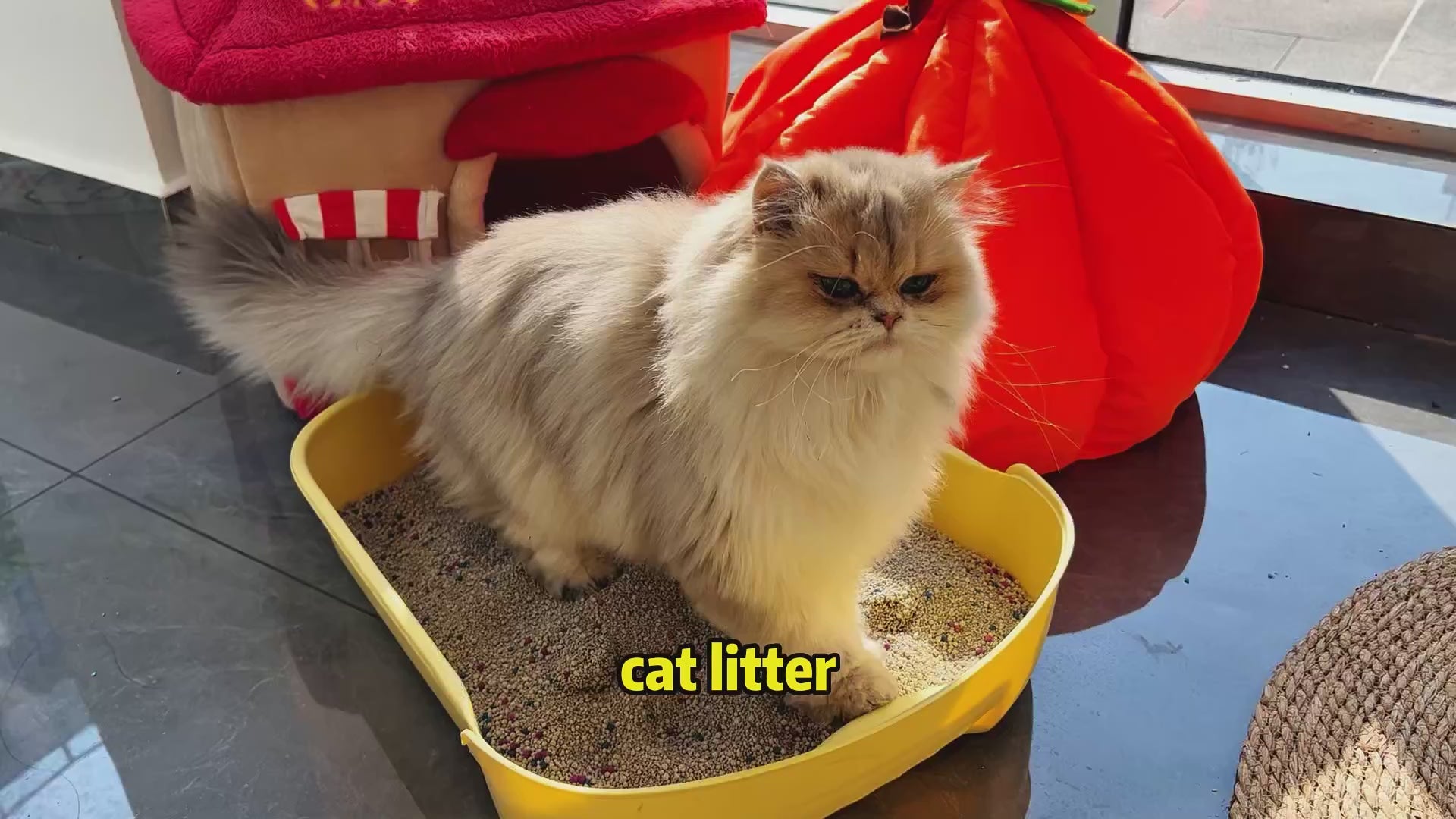 Premium Bentonite Cat Litter - Fast Clumping & Odour Control